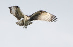 Vogels gespot in Wijnaerden