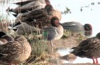 Gespot Amerikaanse Wintertaling in gebied Wijnaerden