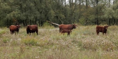 Rapport Delfstofwinning en Natuur