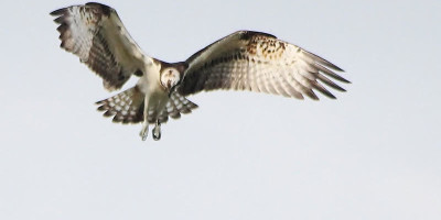 Vogels gespot in Wijnaerden