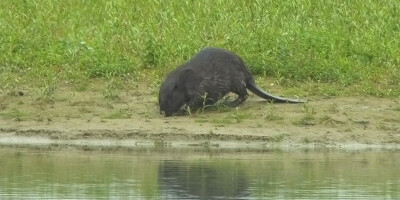 Bevers gespot bij Wijnaerden