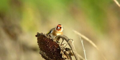 Wintervogels in het gebied Wijnaerden